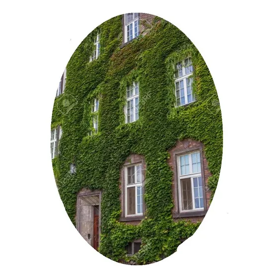 Planta Trepadora Hiedra (enamorada Del Muro)