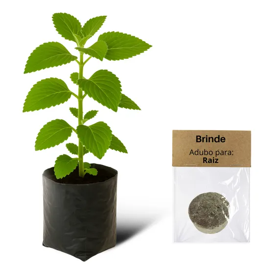 Muda De Hortelã Graúda Pronta Para Plantar  Leve Adubo
