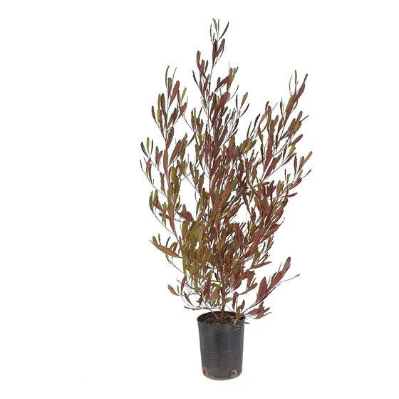 Dodonea ( D. Viscosa) Planta Para Cercos ! Por Mayor (+10)