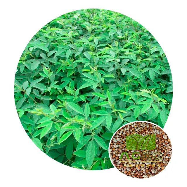 Feijão Guandu Fava Larga  1kg