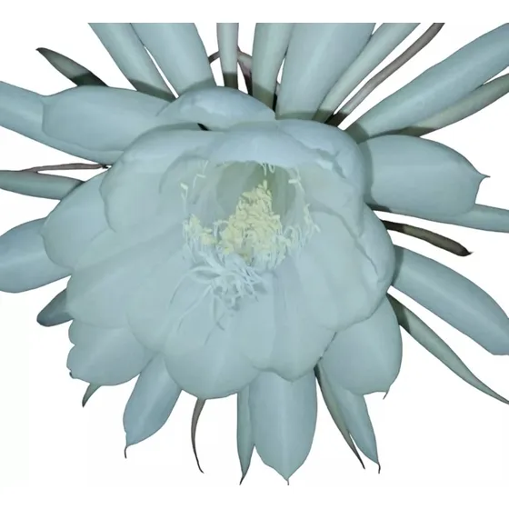 Planta Dama De La Noche 