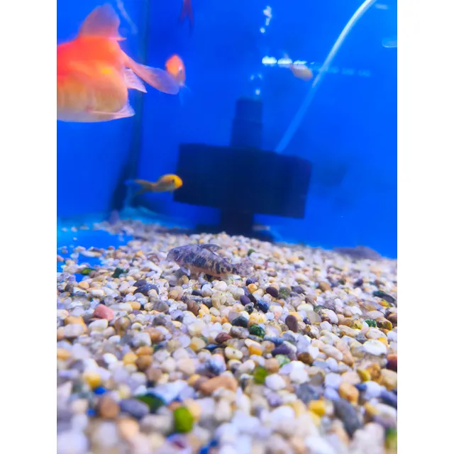 Corydora Paleatus Pez De Fondo Agua Fría O Calida Plateado