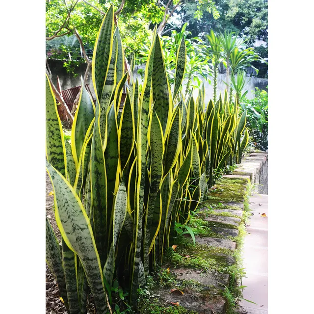 Lengua De Suegra Larga (sansevieria) Grandotas, Bellisimas!