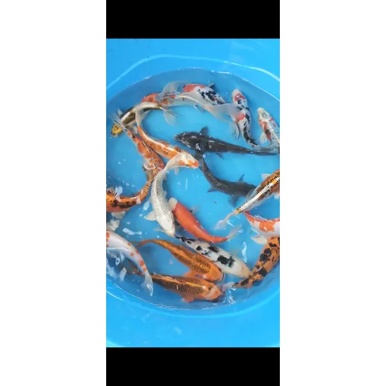 7 Carpas Koi Ornamentais De 18 A 20 Cm