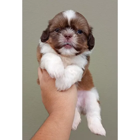Shith Tzu  Filhotes Macho/ Femea