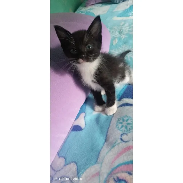 Lindos Gatitos En Adopción
