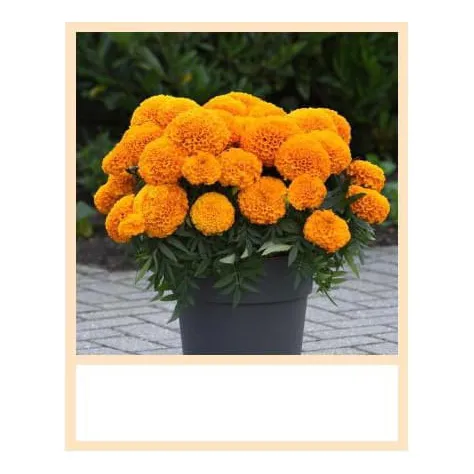 Semilla De Cempasuchil Para Maceta Marvel Orange 