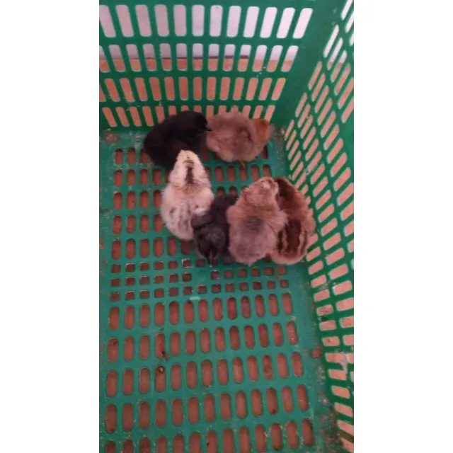 Pollitos Y Gallinas Raza Brahma
