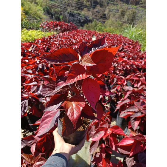 Planta Capa Roja O Alcalifas Rojas 