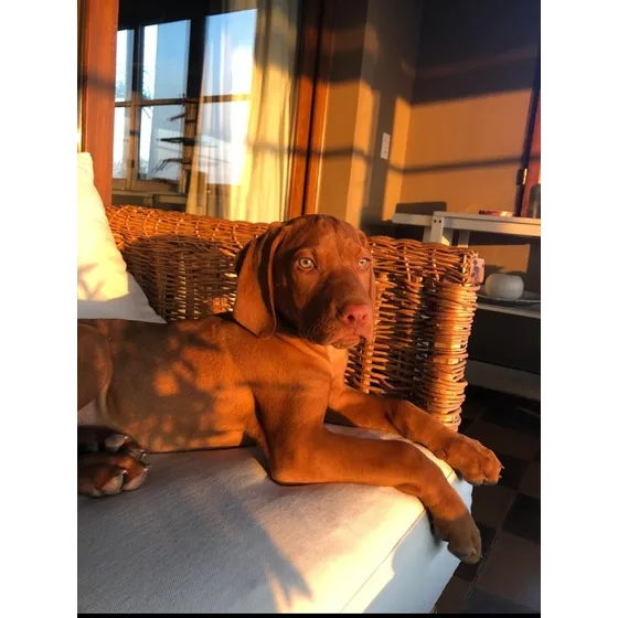 Cachorrita Vizsla Magyar Hembra Con Pedigree - 45 Días