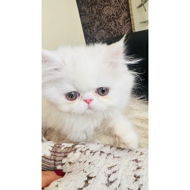 Gato Persa Machos Albinos Hembras Normales