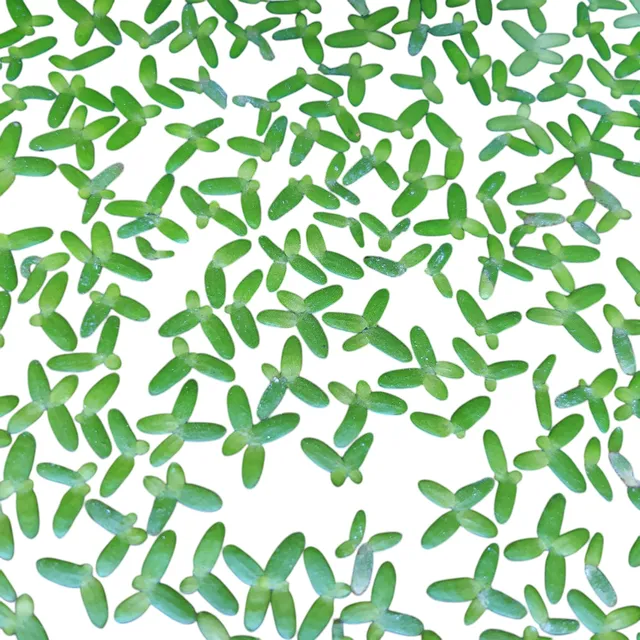 Lemna Minor Planta Acuática Flotante