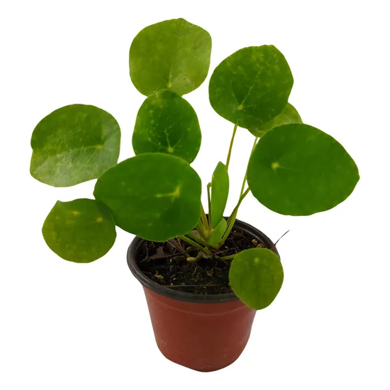 Planta Pilea (solo Cdmx)