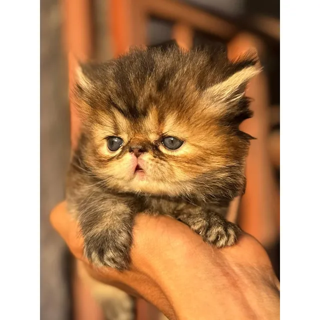 Hermosos Gatos Persas Bbs