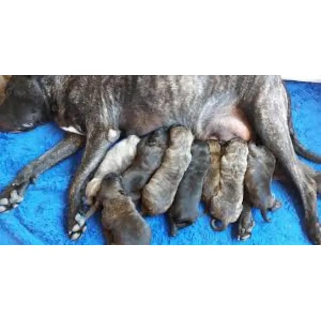 Cachorros Cimarrón Uruguayo Puros Ya Entrego Hoy