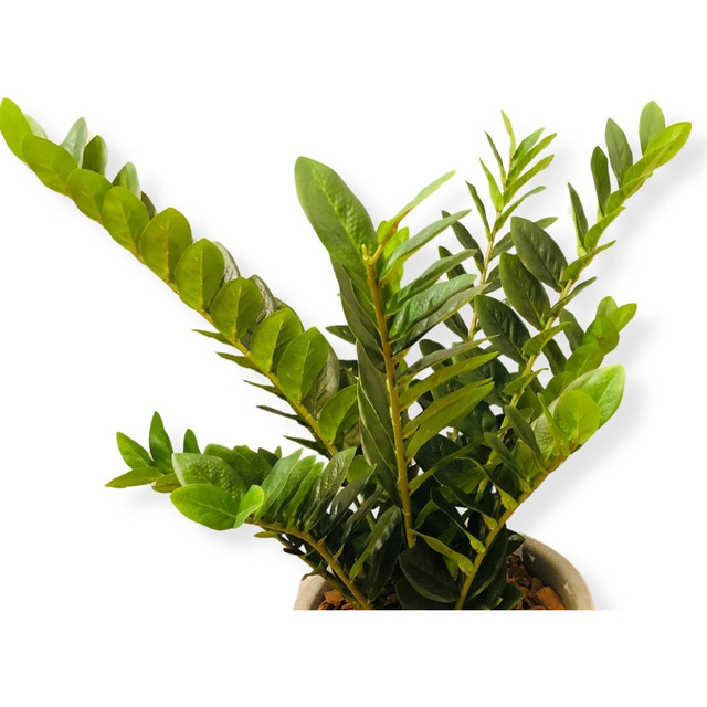 Zamioculca Suculenta Artificial Jardim Sem Vaso Decoração