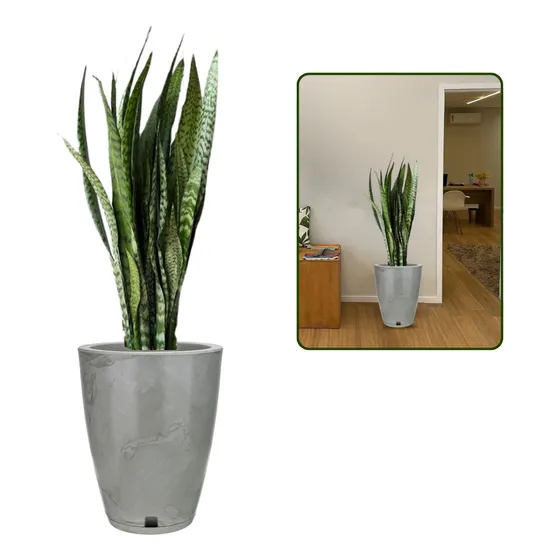   Planta Natural Espada De São Jorge No Vaso Polietileno