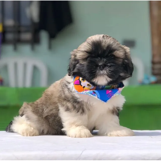  Shih Tzu Precio Venta Cali Medellin Bogota Shitzu Macho