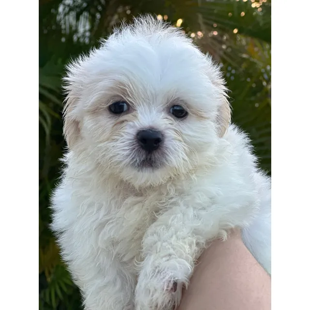Cachorros Shipoo Perros