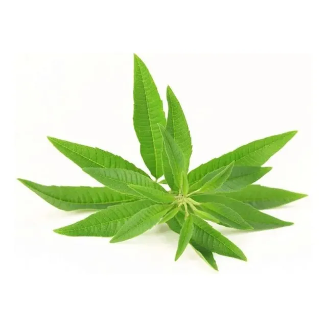 Aroma Semillas Cidron Planta Tica Medicinal Infusion Té Mata
