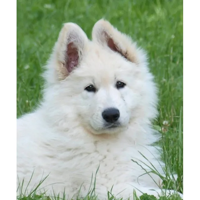 Cachorros Pastor Blanco Suizo, Incritos  Mayo 2025 Blanco