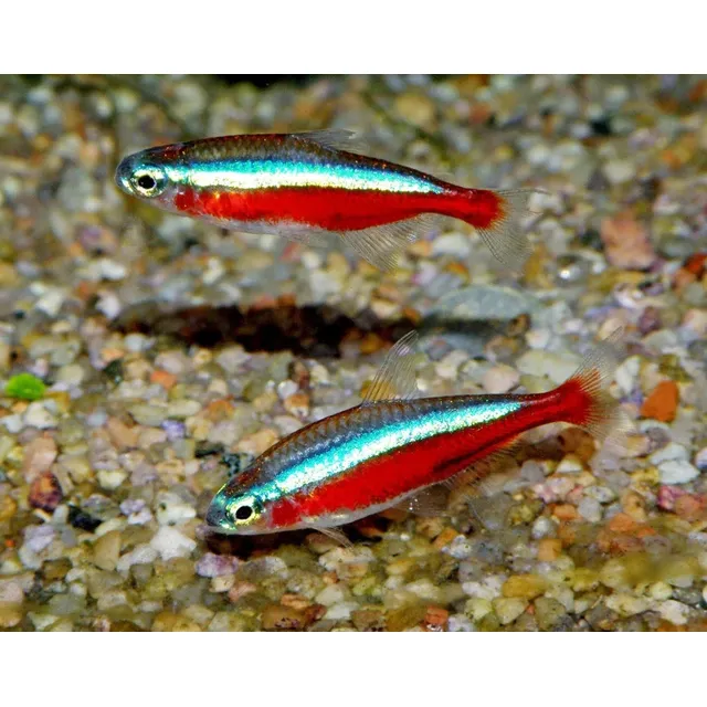 Pez Tetra Cardenal   (5  Unidades)