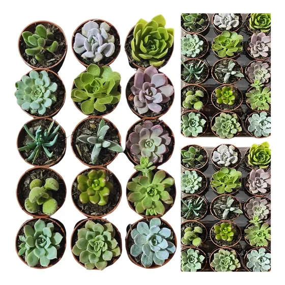 Mini Suculentas Naturais Atacado Kit C/100 + (brinde)