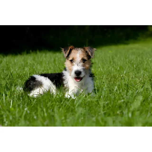 Cachorros Fox Terrier Perros Medellin Bogota Cali En Venta