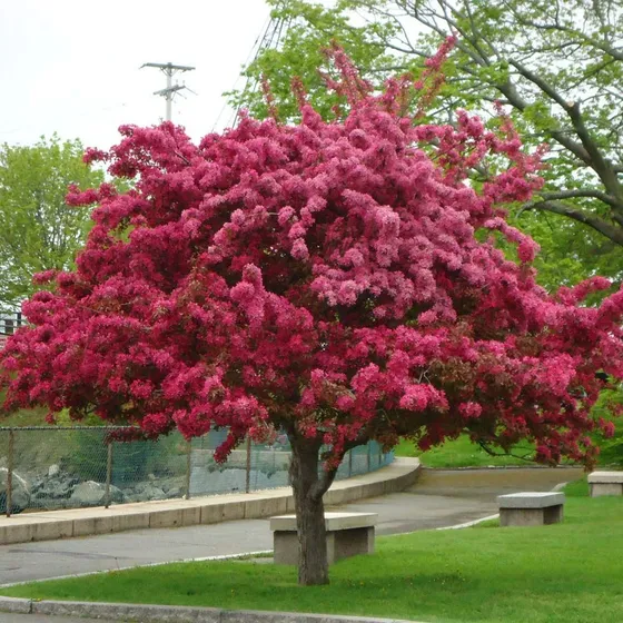 Manzano De Flor   ( Malus Floribunda )