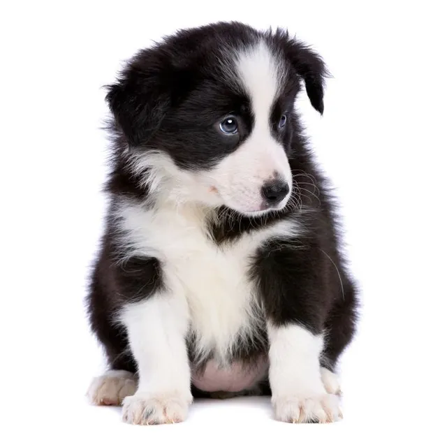 Perros Border Collie Cachorros En Venta Soacha Cundinamarca 