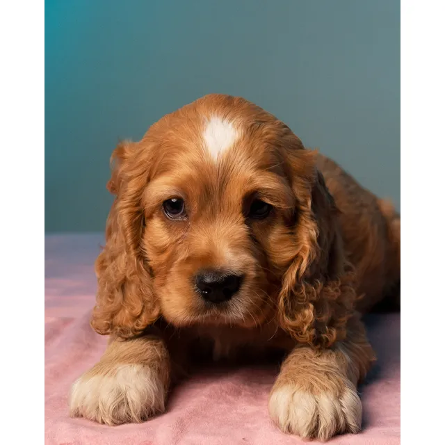Hermosos Cachorros Cocker Spaniel Papas Con Pedigree
