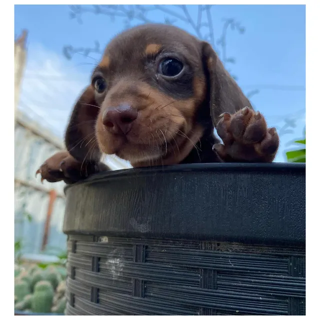 Dachshund Salchicha Teckel Chocolate Mini