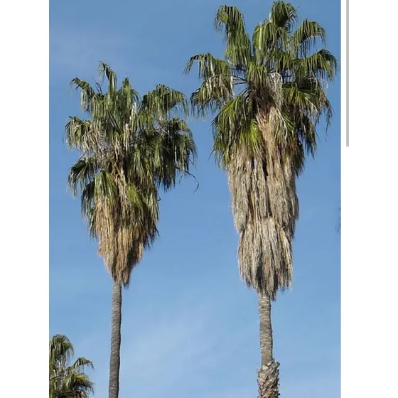 Palmera Abanico, Washingtonia Filifera, 20 Semillas, Mp