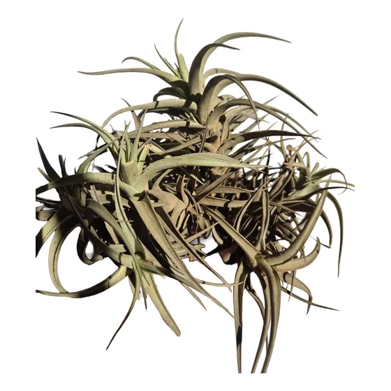 Clavel Del Aire Planta De Exterior (3 Unidades) Verde Oscuro