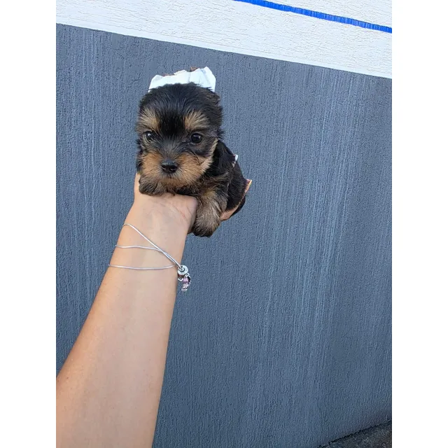 Cachorros Yorkshire Hembra Y Macho