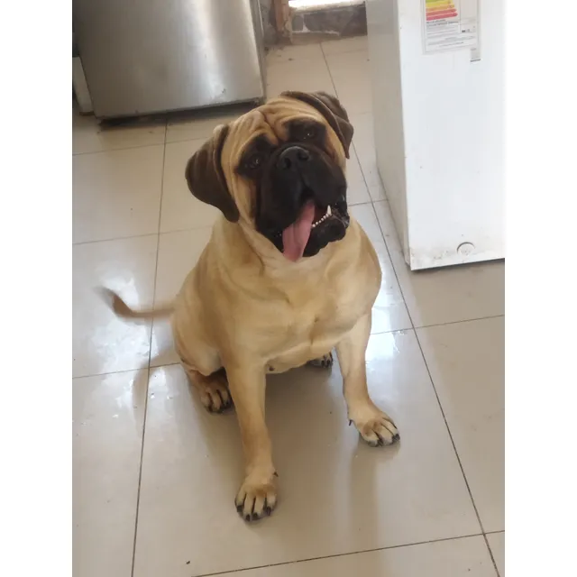 Bullmastiff Hembra Joven Inscrita