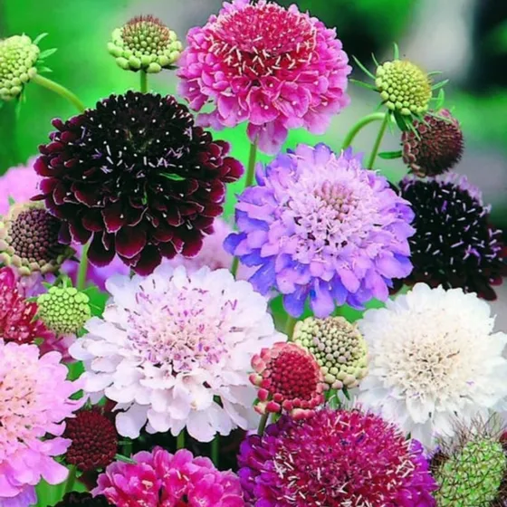 40 Semillas De Scabiosa Imperial Gigante Mix - Flor Premium