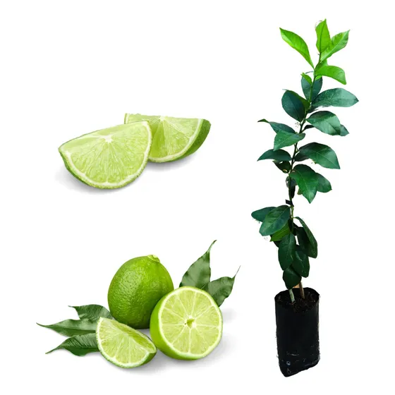 1 Muda De Limão Taiti Enxertada + Manual De Plantio