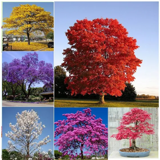Semillas Cerezo Rojo Japonés Guayacán Amarillo, Rosa, Morado