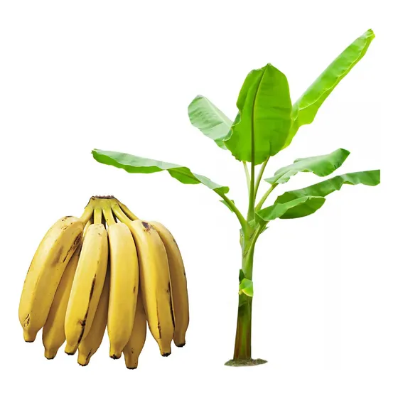 Muda De Banana Prata Altura De 0,40 Cm A 0,80 Cm