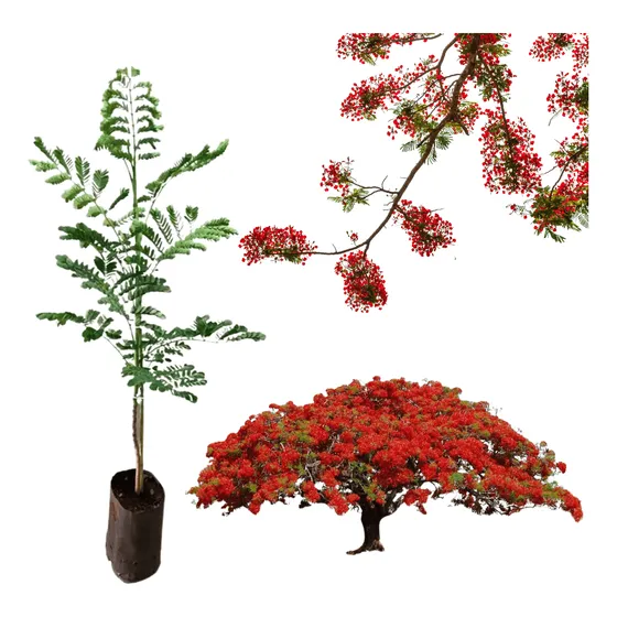 Muda Grande Flamboyant Vermelho Árvore Flamejante 1 A 1,5 M