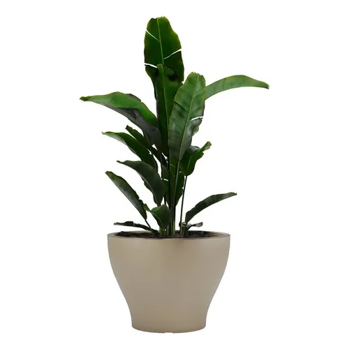 Maceta De Plástico Rotomoldeado Marca Amalfi Modelo Coliseo N100 De 75 Cm Alto 100 Cm Diámetro Y 370 Litros En Color Beige