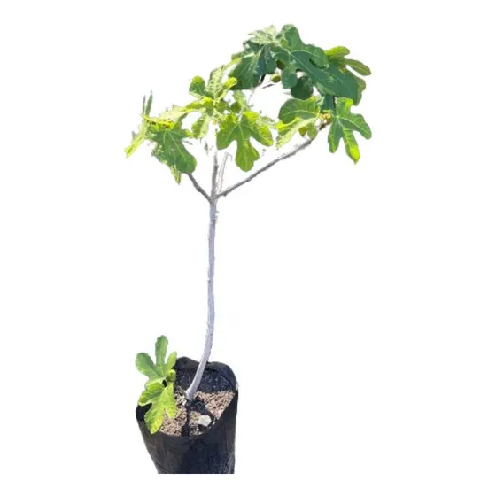 Planta Higuera Blanco O Negro Vivero Mayorista Zona Oeste 