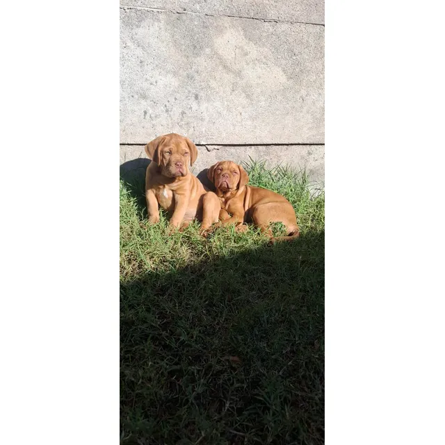 Dogos De Burdeos