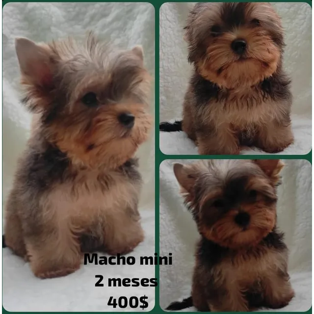 Yorkshire Mini Macho