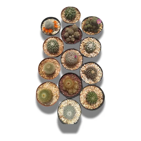  13 Cactus Diferentes En Maceta De 4 Pulgadas Con Sustrato