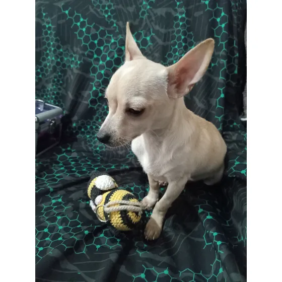 Chihuahua Mini Hembra Pelo Corto Color Blanco 2m