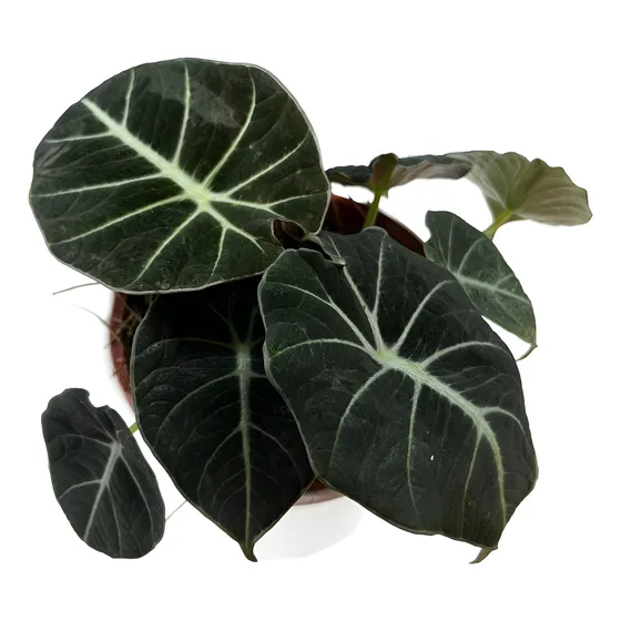 Alocasia Black Velvet M12 Black Velvet