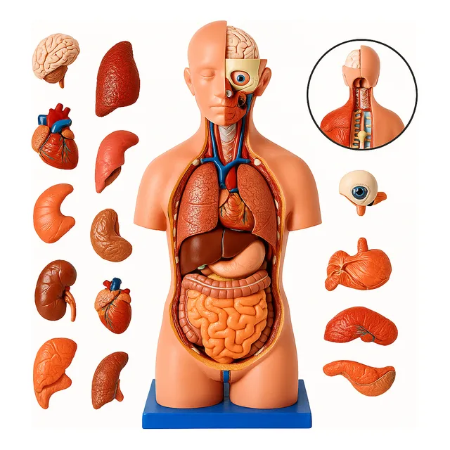 Torso De 45cm Bissexual/assexuado Coluna Exposta 25 Partes