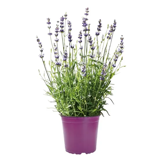 Planta Aromática Lavanda - Ideal Exterior Jardines - Envíos